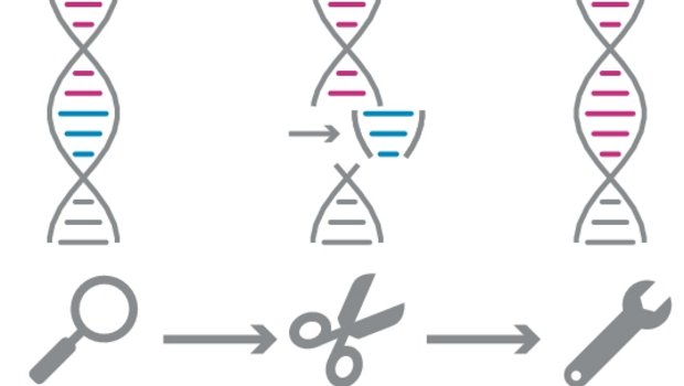 Mit der Such- und Schneide-Maschine CRISPR/Cas lassen sich Gene punktgenau aus Organismen herausschneiden und mit fremden Bestandteilen ergänzen oder ersetzen. (Grafik mi/Quelle transgen.de)