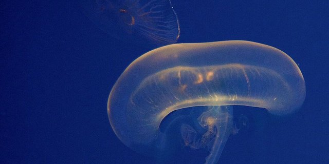 Ohrenquallen im Zoo Basel sind immer in Bewegung, der Quallenkreisel ermöglicht stetiges Treiben.