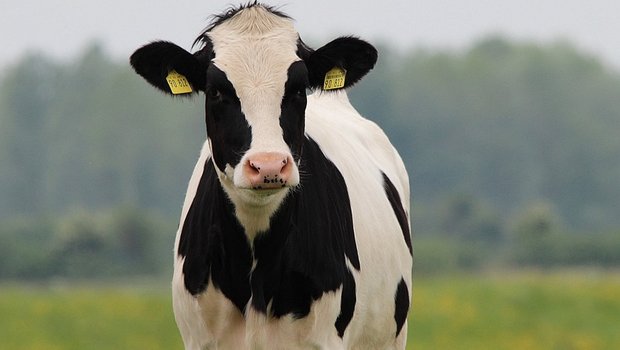 Für das laufende Jahr rechnet der deutsche Holsteinzuchtverband mit einem sich positiv entwickelnden Exportmarkt aus. (Bild Pixabay) 