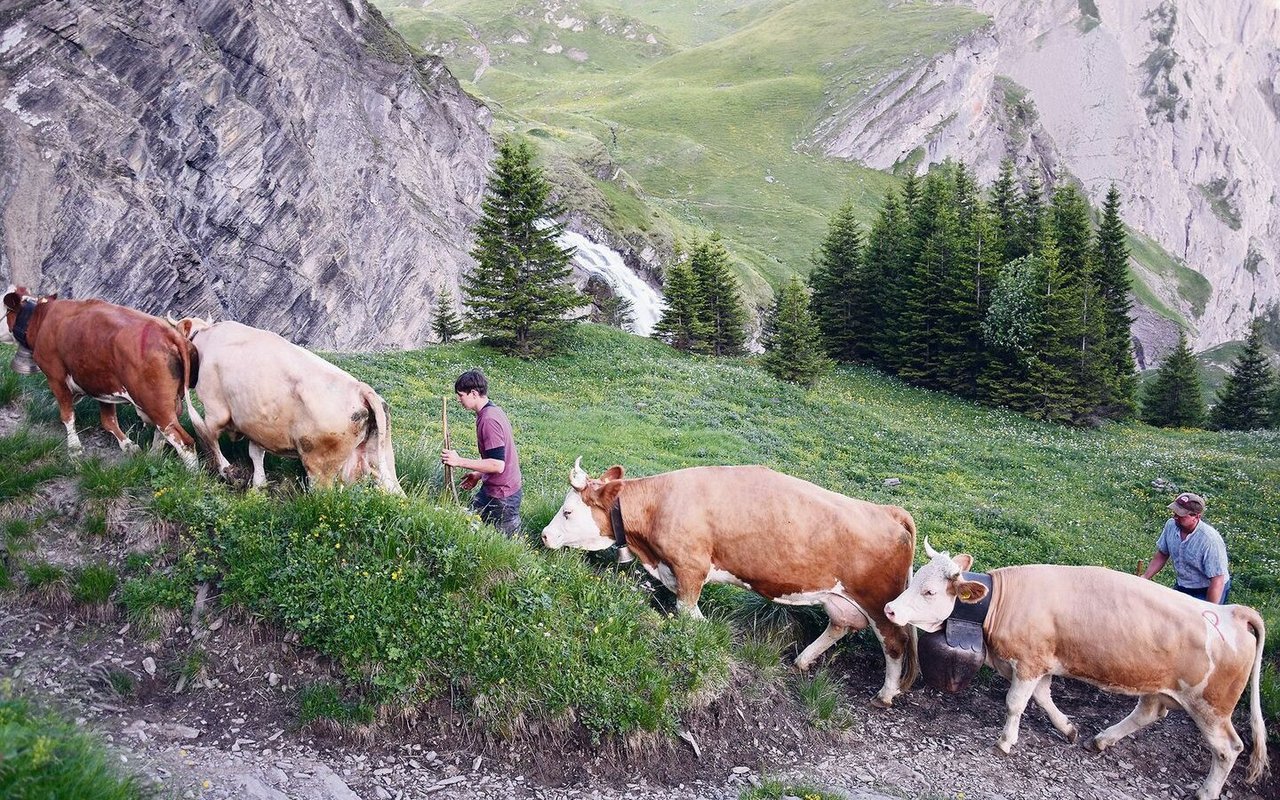 Der Alpaufzug verlief auch dieses Jahr unfallfrei: Die Kühe werden Betriebsweise auf die Alp getrieben.