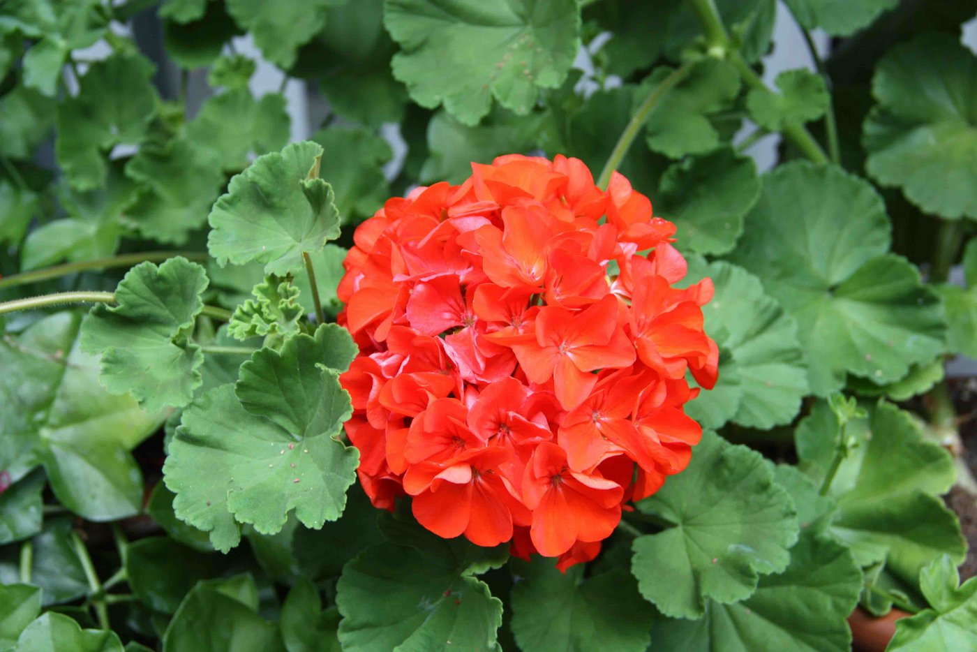 Die "Maloja" hat einfache, kräftige und sehr grosse Blütendolden.