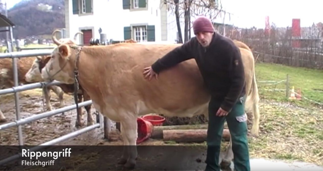 Im Video werden die wichtigsten Metzgergriffe an einer Kuh erklärt. (Bild Screenshot Youtube)