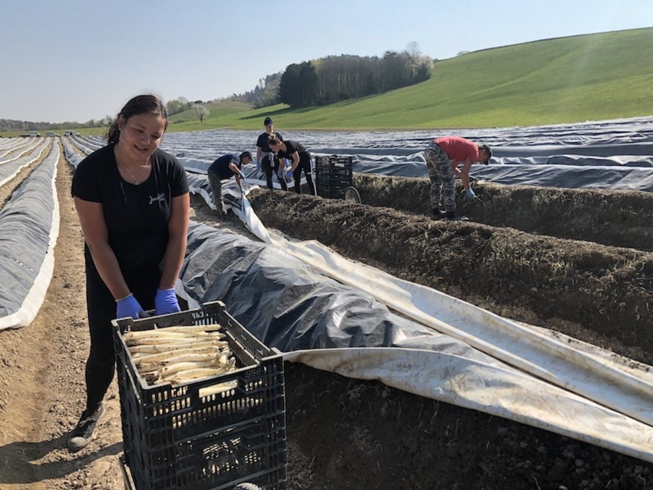 Helferinnen sammeln die Spargeln ein und decken die Reihen wieder mit Plastik zu.