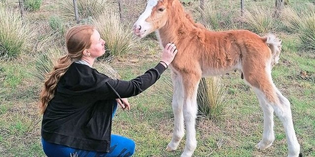Der kleine Sinan ist nach der Geburt rasch auf die Beine gekommen. Egon Tschol und Tochter Zoé haben sich um Stute und Fohlen gekümmert.