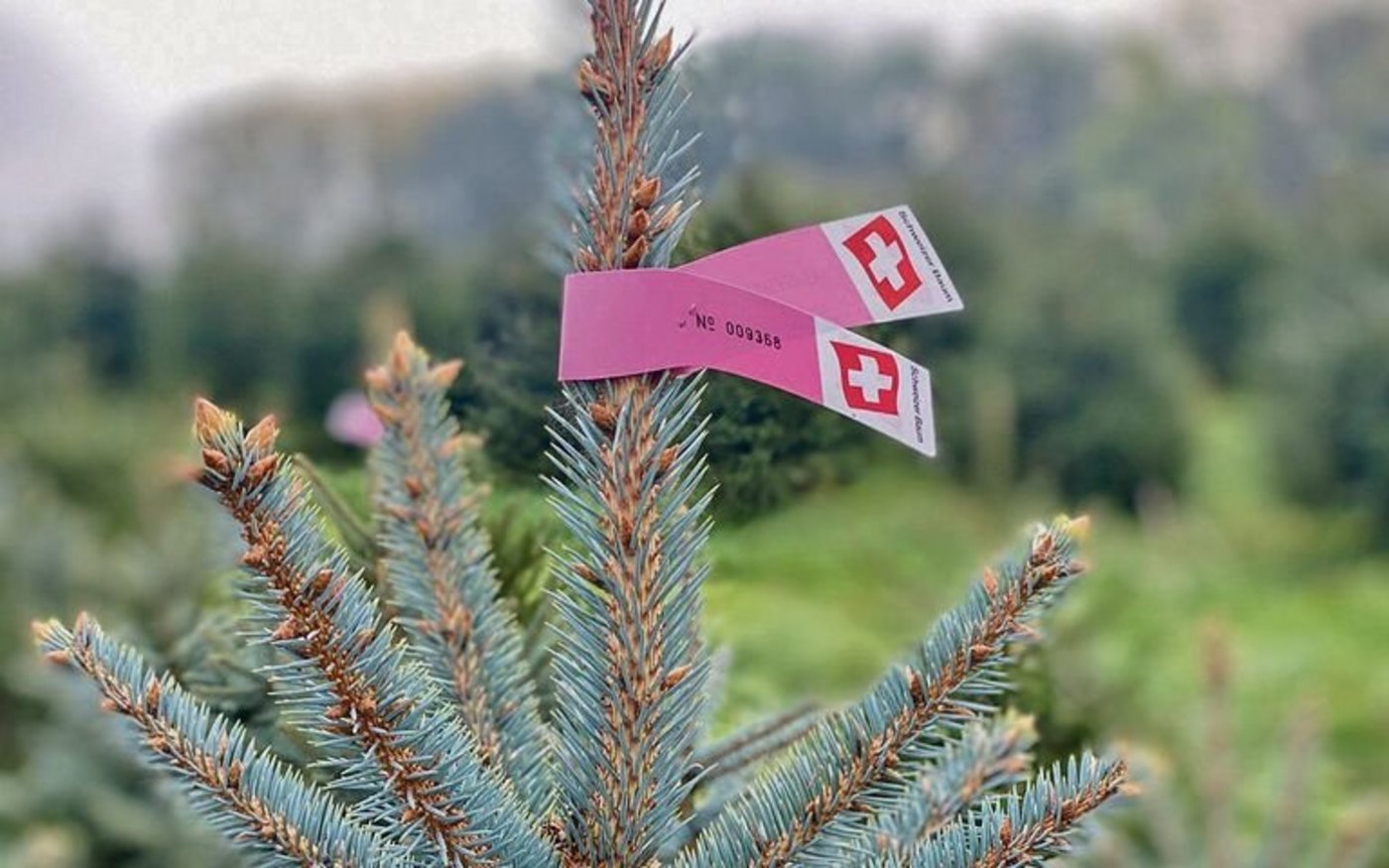 Die Grossverteiler entscheiden, wann und welche Tannenbäume gefragt sind. Ändert sich die Nachfrage, können sich die Produzent(innen) nur verzögert an den Markt anpassen – die Christbaumproduktion ist eine «langsame Kultur». 