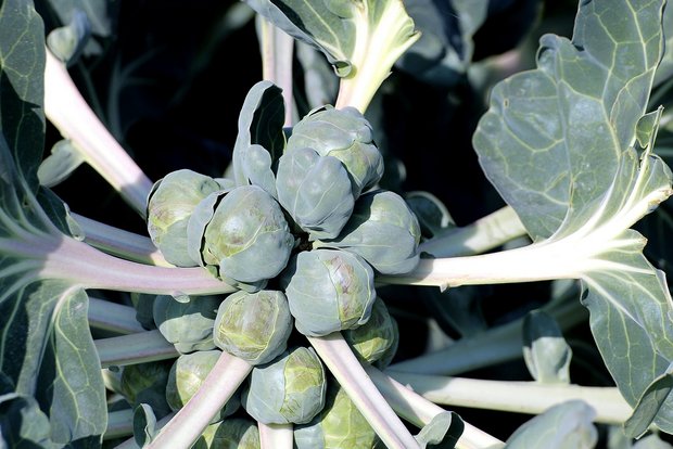 Rosenkohl: Der Superfood für kühle Jahreszeiten Rosenkohl enthält viele Vitamine sowie Magnesium und Eisen. Ausserdem enthält die Pflanze viel Vitamin B1. (Bild Pixabay)