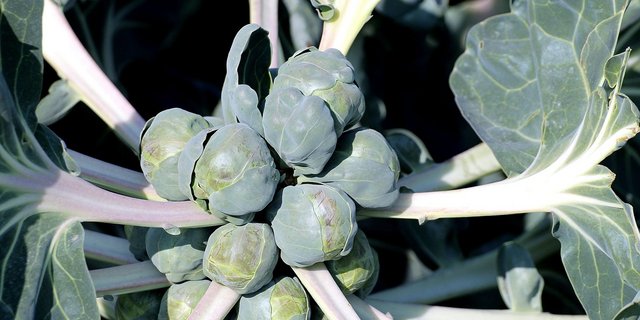 Rosenkohl enthält viele Vitamine sowie Magnesium und Eisen. Ausserdem enthält die Pflanze viel Vitamin B1. (Bild Pixabay)