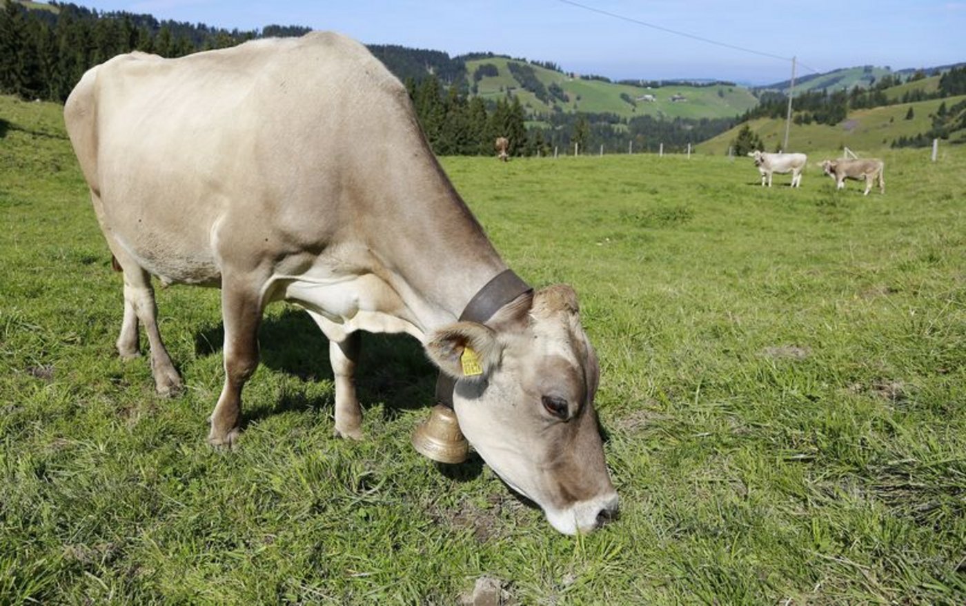 Schweizer Milch sei standortgerecht: 92 Prozent des Futters für die Milchkühe stamme aus dem Inland, 86 Prozent sei graslandbasiert, schreibt dei SMP. (Bild lid/ji)
