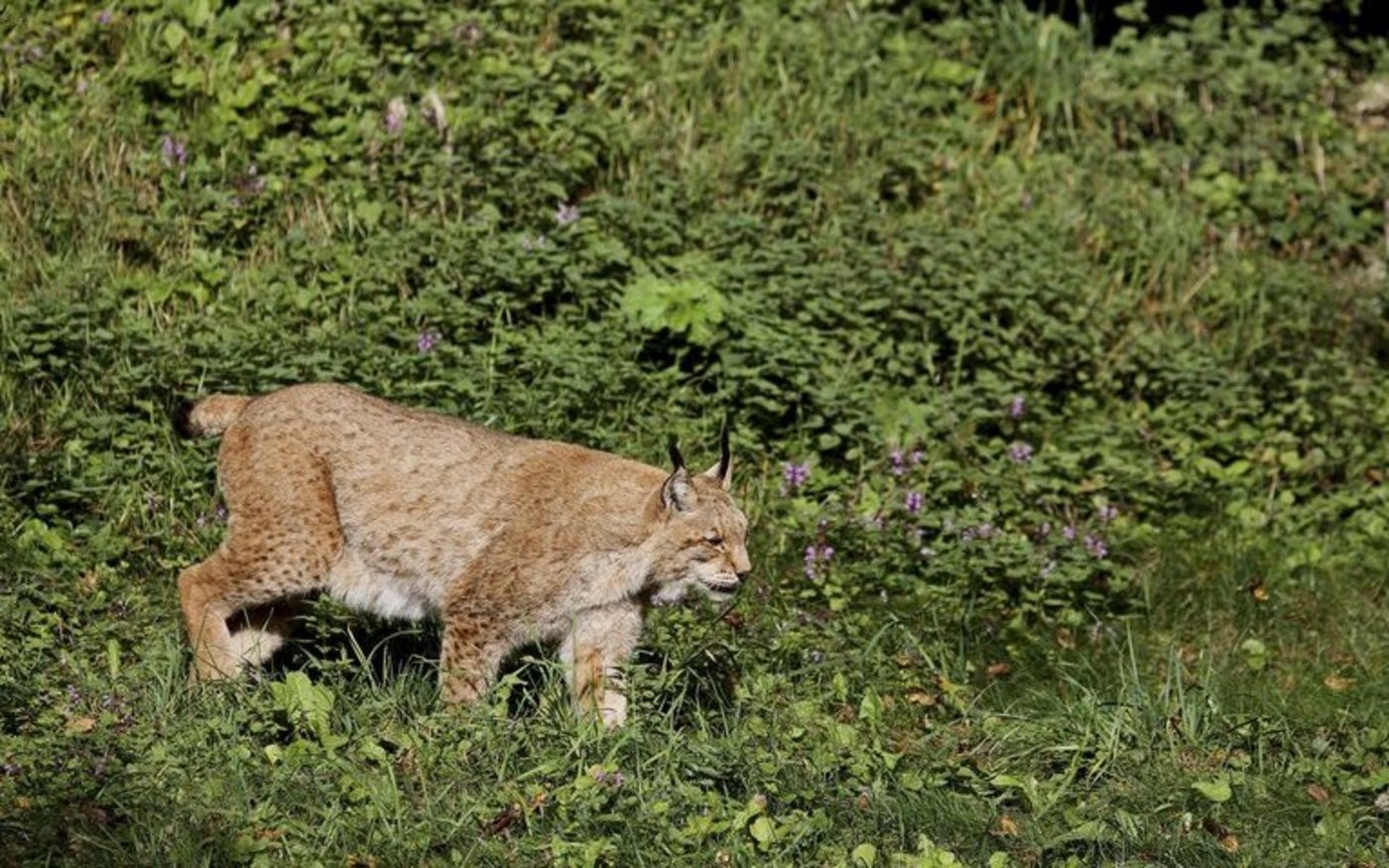 Der Luchs steht mit seinem zurückhaltenderem Auftreten weniger im Fokus der Diskussionen. (pd)