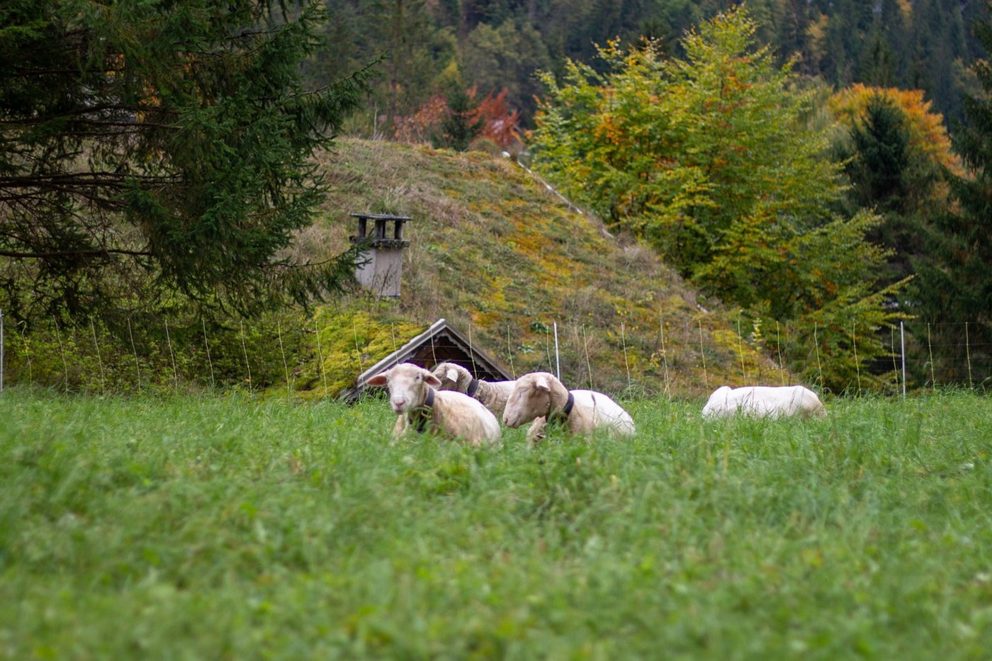Die Kantone sollen gemäss Erläuterungsbericht Weideflächen als «nicht schützbar» bezeichnen können. Risse auf solchen Weiden werden dann auch ohne Herdenschutzmassnahmen angerechnet. (Bild reginasphotos / Pixabay)