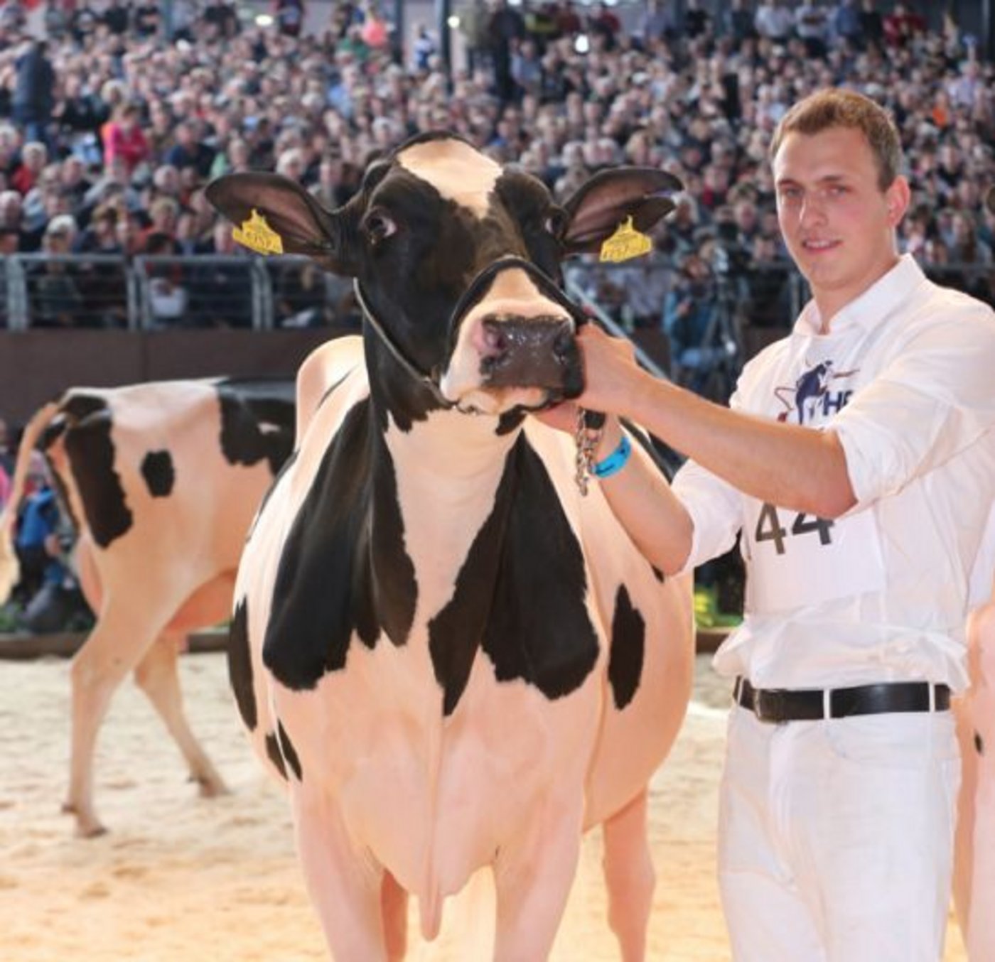 Die Siegerkuh in der Kat. 3: Yorick Naomi, Urlich Kropf (Österreich). (Bild Cowsmopolitan)