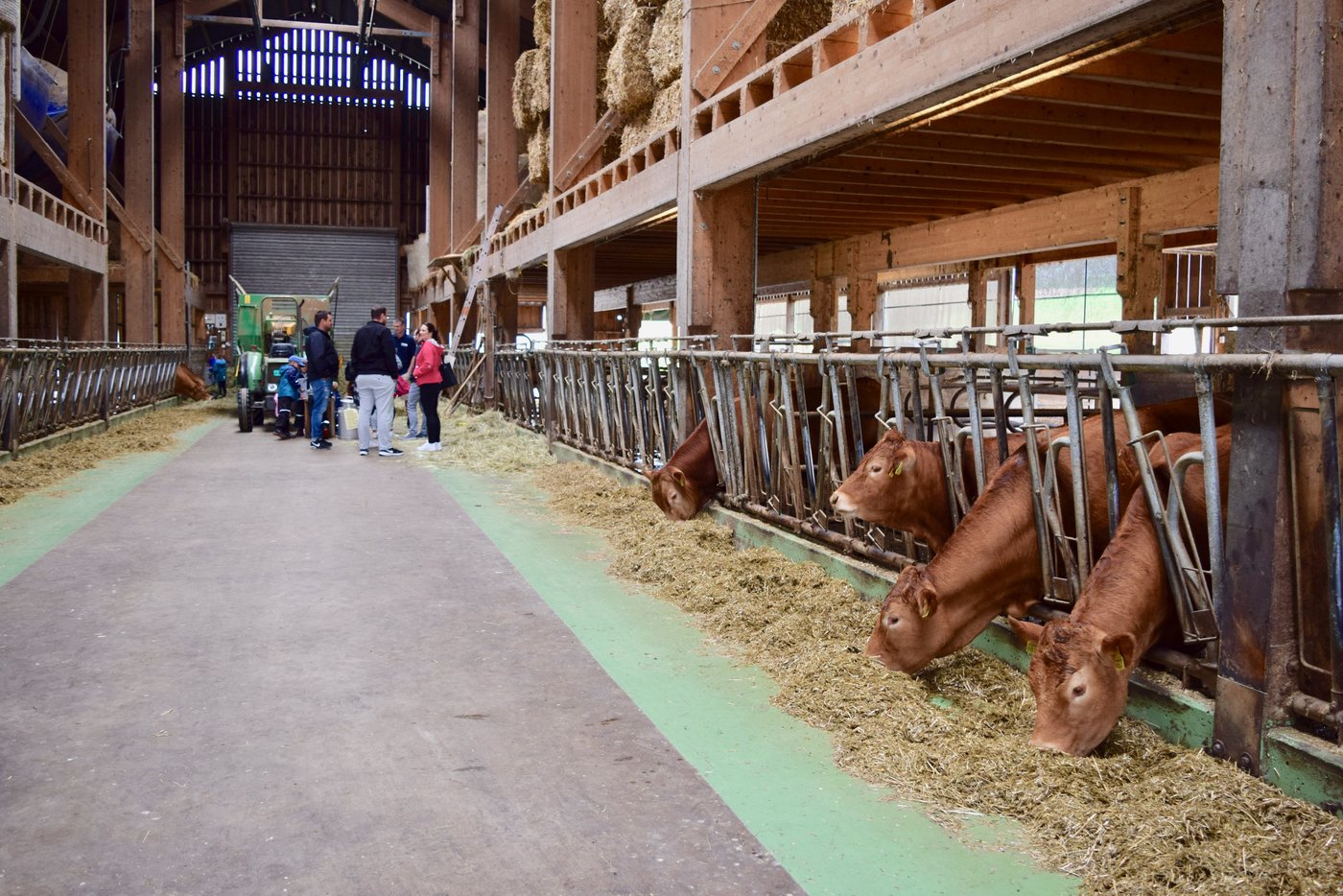 Die Gäste durften auch einen Blick in den Mutterkuhstall werfen. 