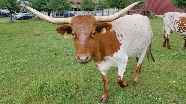 Die Hörner können ei Die Hörner können eine Spannweite von bis zu 2,5 Metern erreichen.