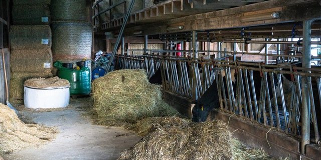Die trockenen Erntebedingungen beim ersten Schnitt führten zu tieferen Rohaschegehalten. (Symbolbild BauZ)