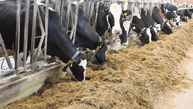 Diese Kühe fressen e Diese Kühe fressen eine Totalmischration. Ersetzt man Gras- durch Maissilage, sinken zwar die Methanemissionen, dafür steigen die Futterkosten.