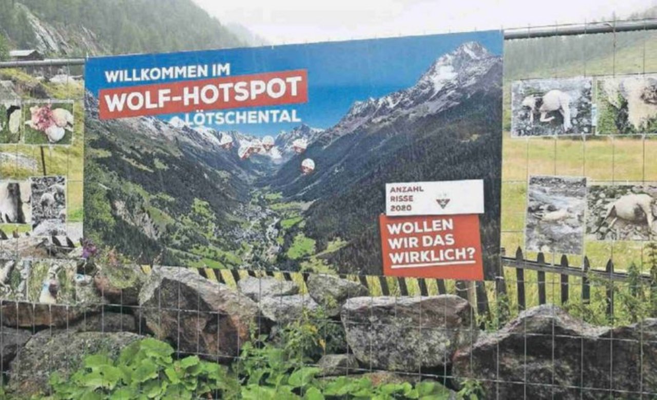 Mit einem Plakat protestieren Schäfer aus dem Lötschental gegen den Wolf. (Bild Screenshot Walliser Bote) 