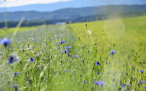 «Manchmal ist es besser, ein Projekt abzubrechen»: Pflicht zu Acker-BFF ... «Manchmal ist es besser, ein Projekt abzubrechen»: Pflicht zu Acker-BFF ...