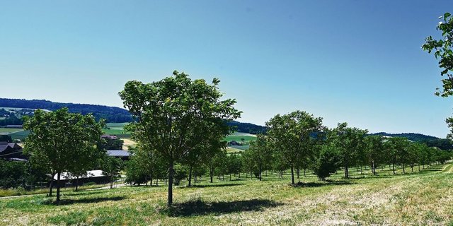 286 Baumnussbäume nennt die Familie Affolter in Lobsigen ihr Eigen. Ein Teil der Ernte wird in kleinteiliger Handarbeit zu Schwarznuss veredelt. 