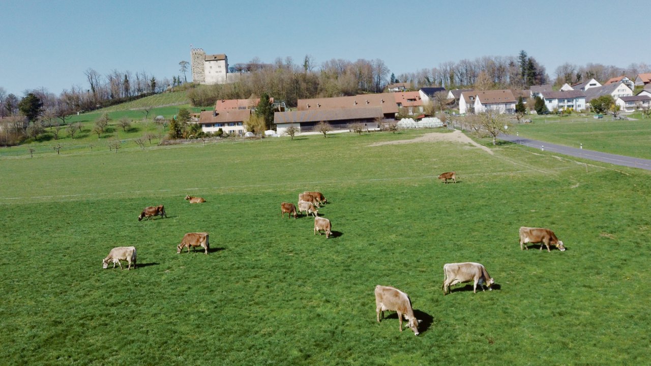 Seit Montag sind die Kühe von Beni Wüst aus Habsburg auf der Weide, wie viele andere auch.(Drohnenbilder Gian Wolleb)