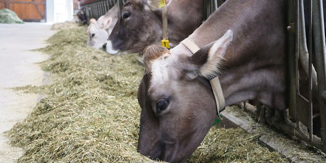 Milchkühe erhalten im neuen Rohprotein-Programm für die selbe Gehaltsstufe höhere Beiträge als anderes Rindvieh. (Bild Ruth Aerni)