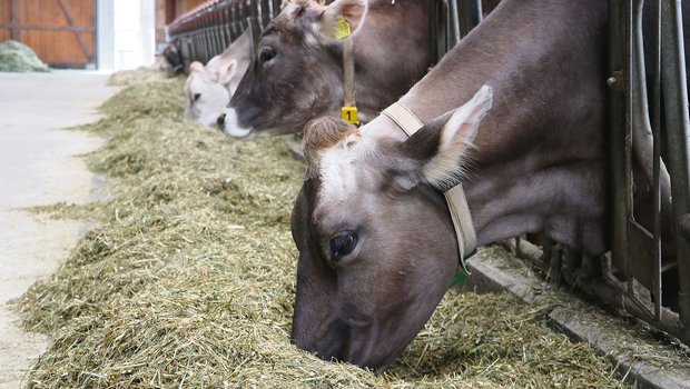 Milchkühe erhalten im neuen Rohprotein-Programm für die selbe Gehaltsstufe höhere Beiträge als anderes Rindvieh. (Bild Ruth Aerni)