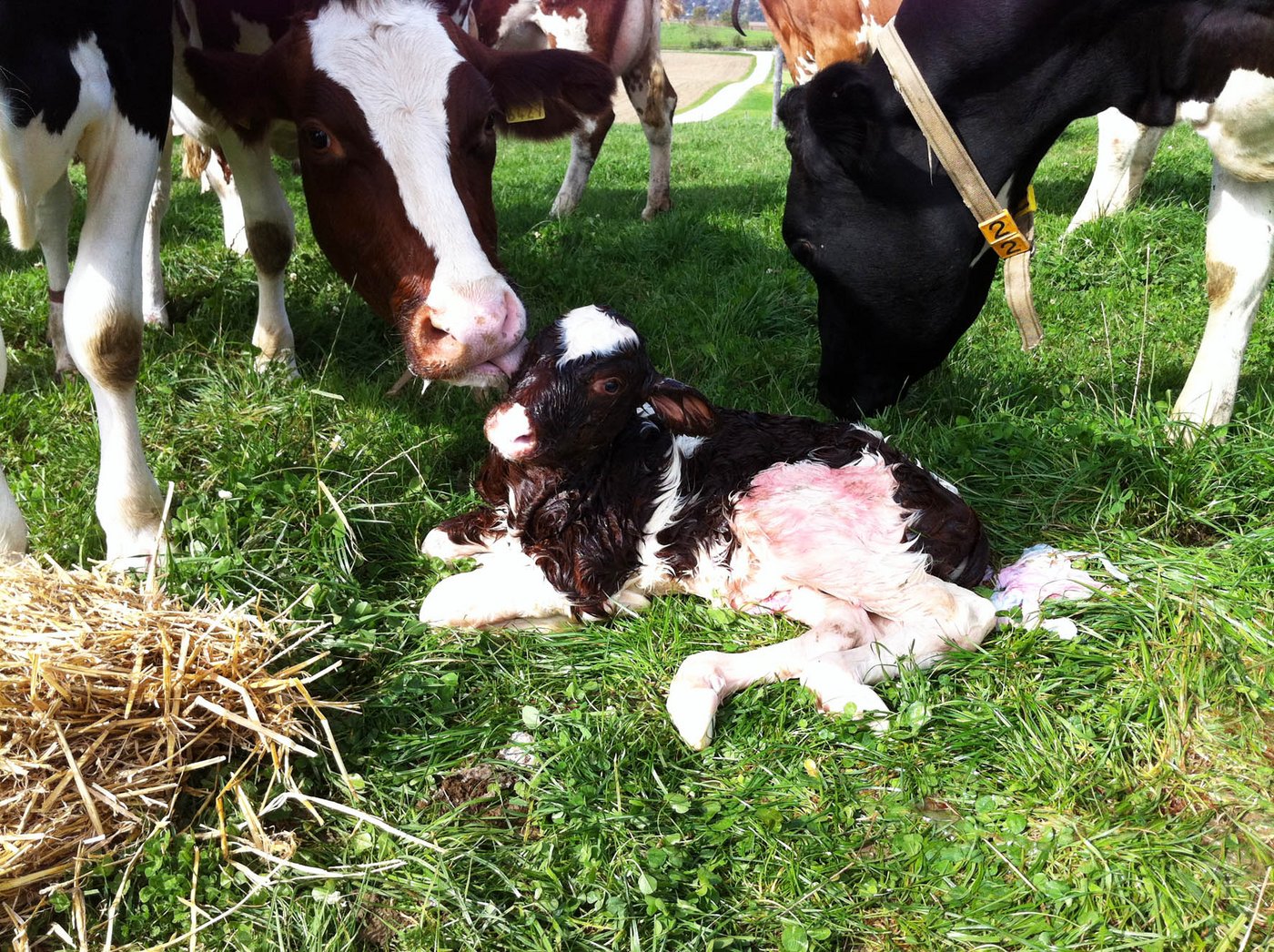 Samira ist aus einer Samendose des Stieres X-RUSTLER-ET entstanden. Bereits Mutter Sonja, die es leckt, ist aus einer gesexten Samendose entstanden. (Bild: Roman Bohner)