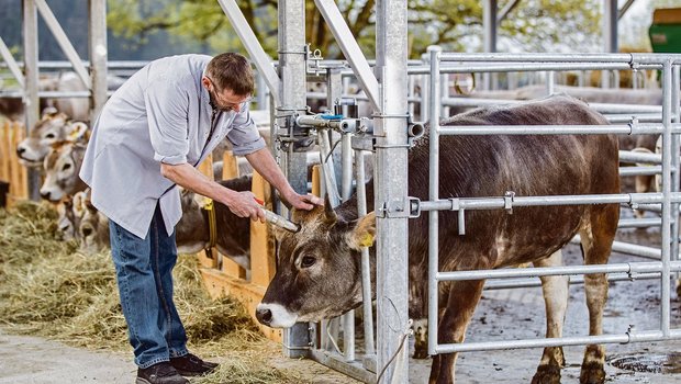 Hofschlachtung auf dem Hof Dusch im Kanton Graubünden: Die Betäubung erfolgt durch einen Bolzenschuss im Selbstfanggitter.(Bild Tina Sturzenegger)