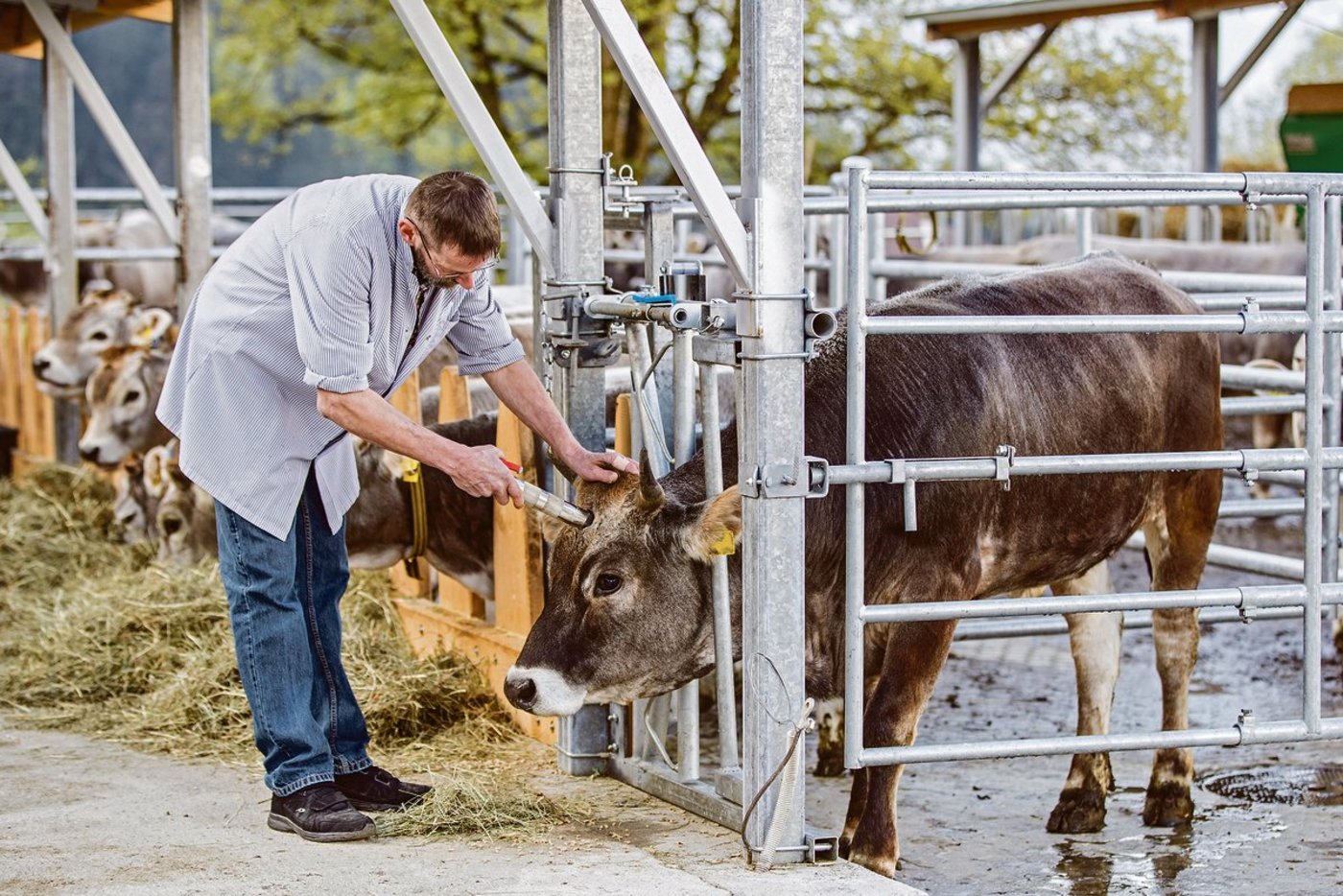 Hofschlachtung auf dem Hof Dusch im Kanton Graubünden: Die Betäubung erfolgt durch einen Bolzenschuss im Selbstfanggitter.(Bild Tina Sturzenegger)