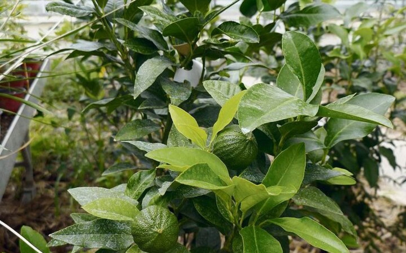 Die Bergamotte wird hauptsächlich wegen der ätherischen Öle angebaut, die in der Schale enthalten sind.