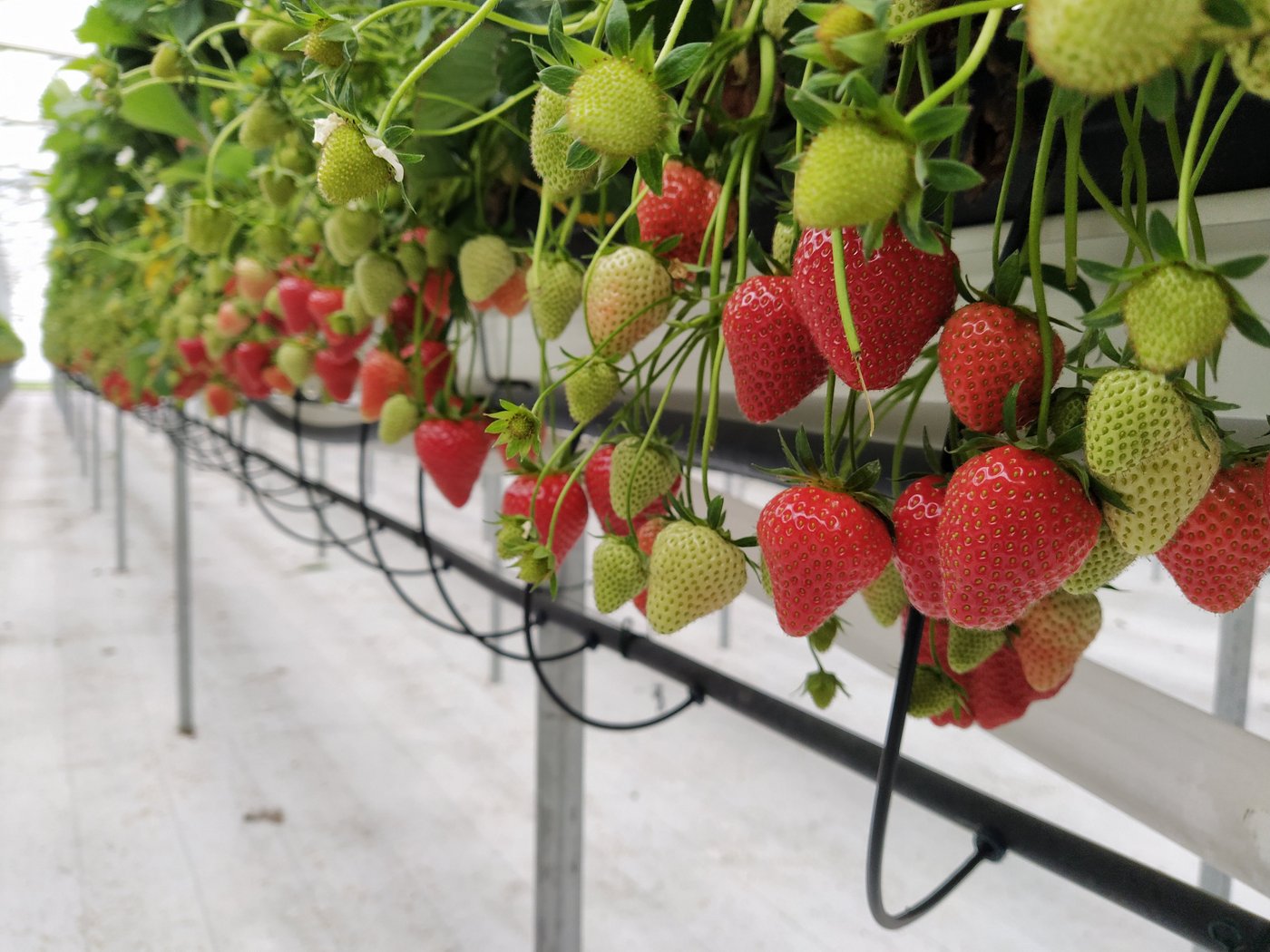 Die Erdbeerkulturen präsentieren sich in einem schönen und gesunden Zustand. (Bild Philip Engel)