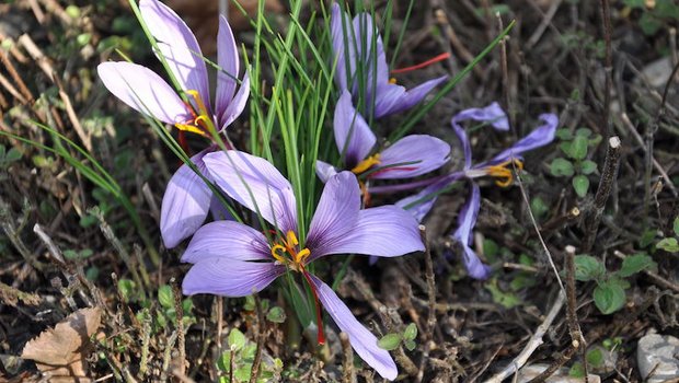 Safran gehört zu den Krokusarten, die im Herbst blühen: Augenschmaus und Gaumenfreuden sind hier garantiert. (Bild garten-frei-raum.de/Harald Conrad)