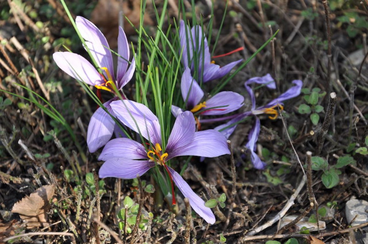 Safran gehört zu den Krokusarten, die im Herbst blühen: Augenschmaus und Gaumenfreuden sind hier garantiert. (Bild garten-frei-raum.de/Harald Conrad)