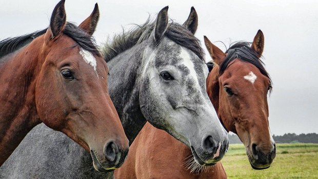 Prävention und Bekämpfung von Parasiten seien eine Daueraufgabe für Tierärzte, Pferdebetriebe und Pferdebesitzerinnen. (Bild Pixabay)