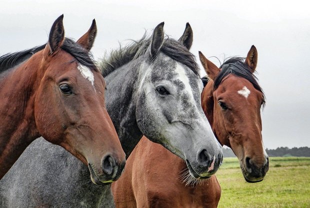 Prävention und Bekämpfung von Parasiten seien eine Daueraufgabe für Tierärzte, Pferdebetriebe und Pferdebesitzerinnen. (Bild Pixabay)