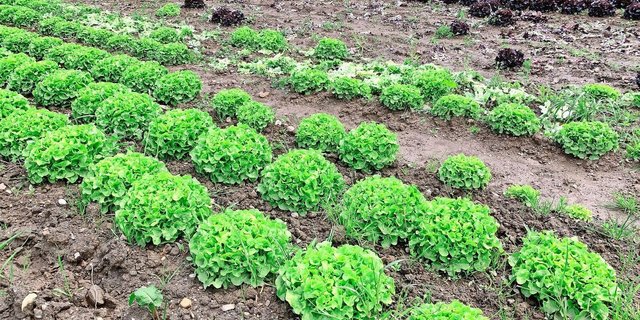 Salate aus Böden in der Stadt Luzern könnten künftig deutlich teurer werden, wegen der nur dort geltenden Mindestlöhne.