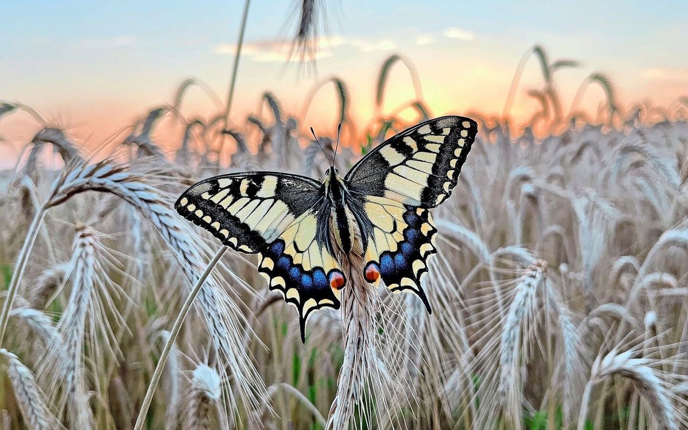 Der Schwalbenschwanz ist einer der grössten einheimischen Tagfalter und begeistert mit seiner Schönheit. Das Weibchen legt bis zu 200 Eier, wovon nur ungefähr zwei das Schmetterlingsstadium erreichen.  
