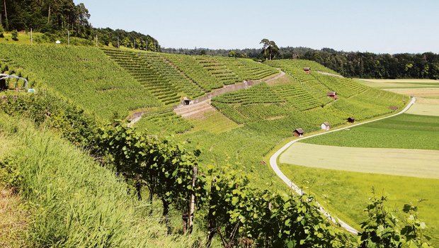 Die Weinlage Schiterberg in Andelfingen. Am Grand Prix du Vin Suisse haben viele Landweine aus dem Kanton Zürich gepunktet. (Bilder Roland Müller)