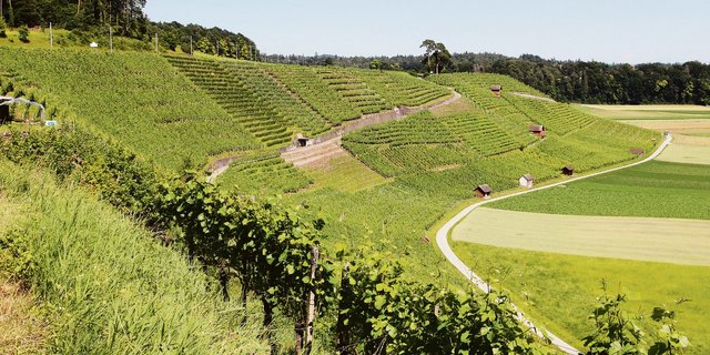 Die Weinlage Schiterberg in Andelfingen. Am Grand Prix du Vin Suisse haben viele Landweine aus dem Kanton Zürich gepunktet. (Bilder Roland Müller)