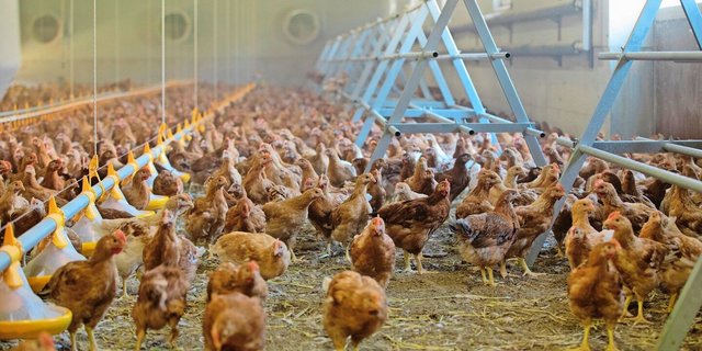 Der Einbau und die Nachrüstung von bestehenden Ställen verursachen sehr hohe Kosten. Dabei könne ein «äusserst schlechtes Kosten-Nutzen-Verhältnis» entstehen, gibt das Aviforum zu bedenken.