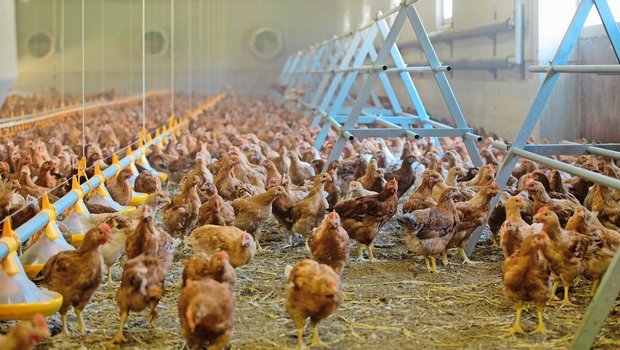Der Einbau und die N Der Einbau und die Nachrüstung von bestehenden Ställen verursachen sehr hohe Kosten. Dabei könne ein «äusserst schlechtes Kosten-Nutzen-Verhältnis» entstehen, gibt das Aviforum zu bedenken.