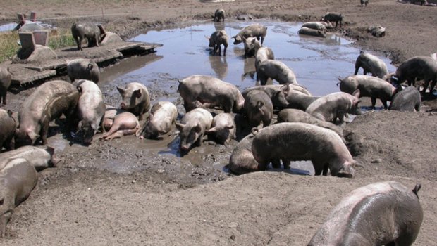 So idyllisch sieht es im Freiland-Gehege in Witzwil nicht immer aus. Die Mutterschweine haben dieses Jahr schon 30 bis 50 Ferkel an Füchse verloren. Letztes Jahr waren es noch mehr. (Bild zVg)