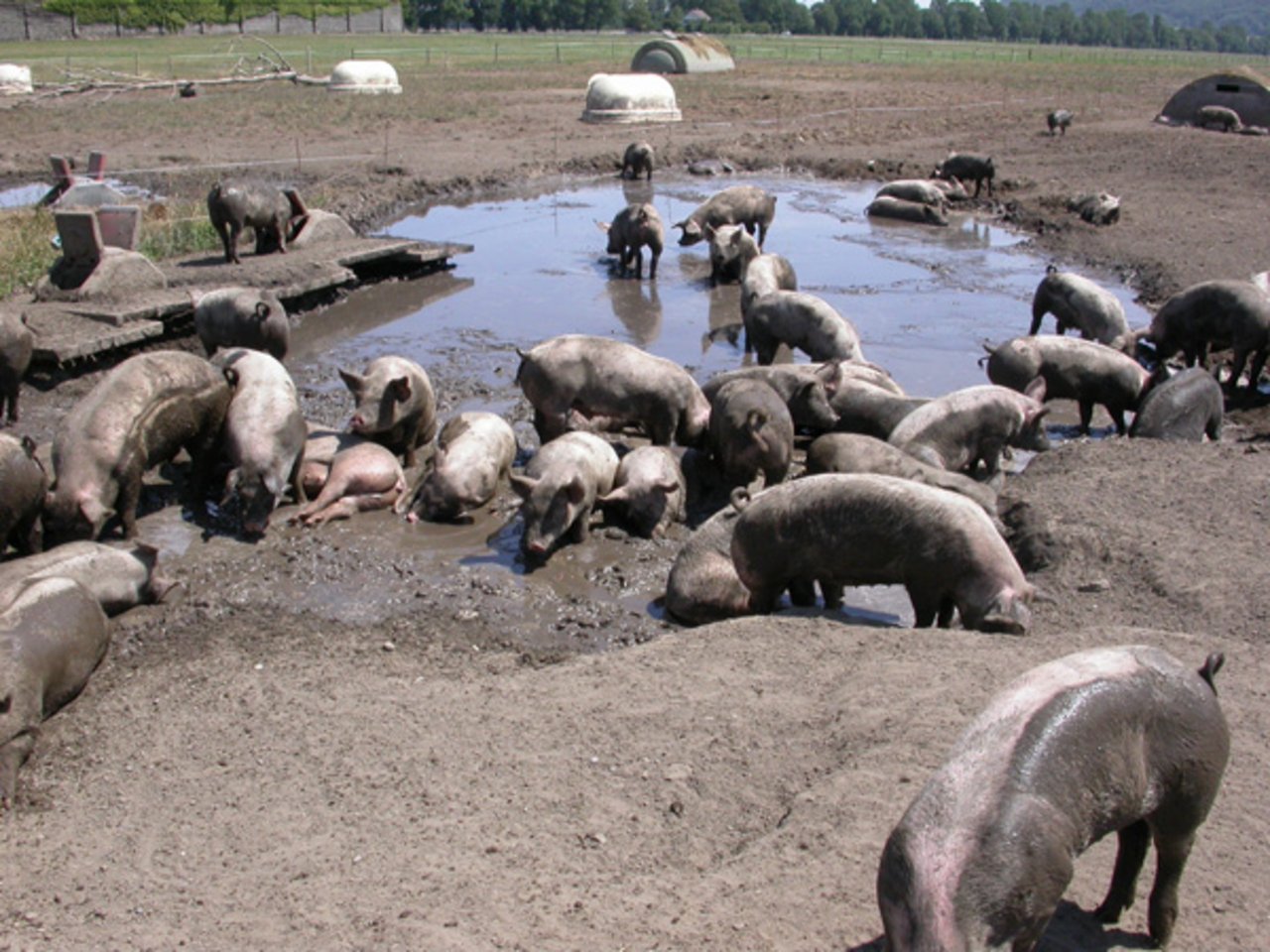 So idyllisch sieht es im Freiland-Gehege in Witzwil nicht immer aus. Die Mutterschweine haben dieses Jahr schon 30 bis 50 Ferkel an Füchse verloren. Letztes Jahr waren es noch mehr. (Bild zVg)