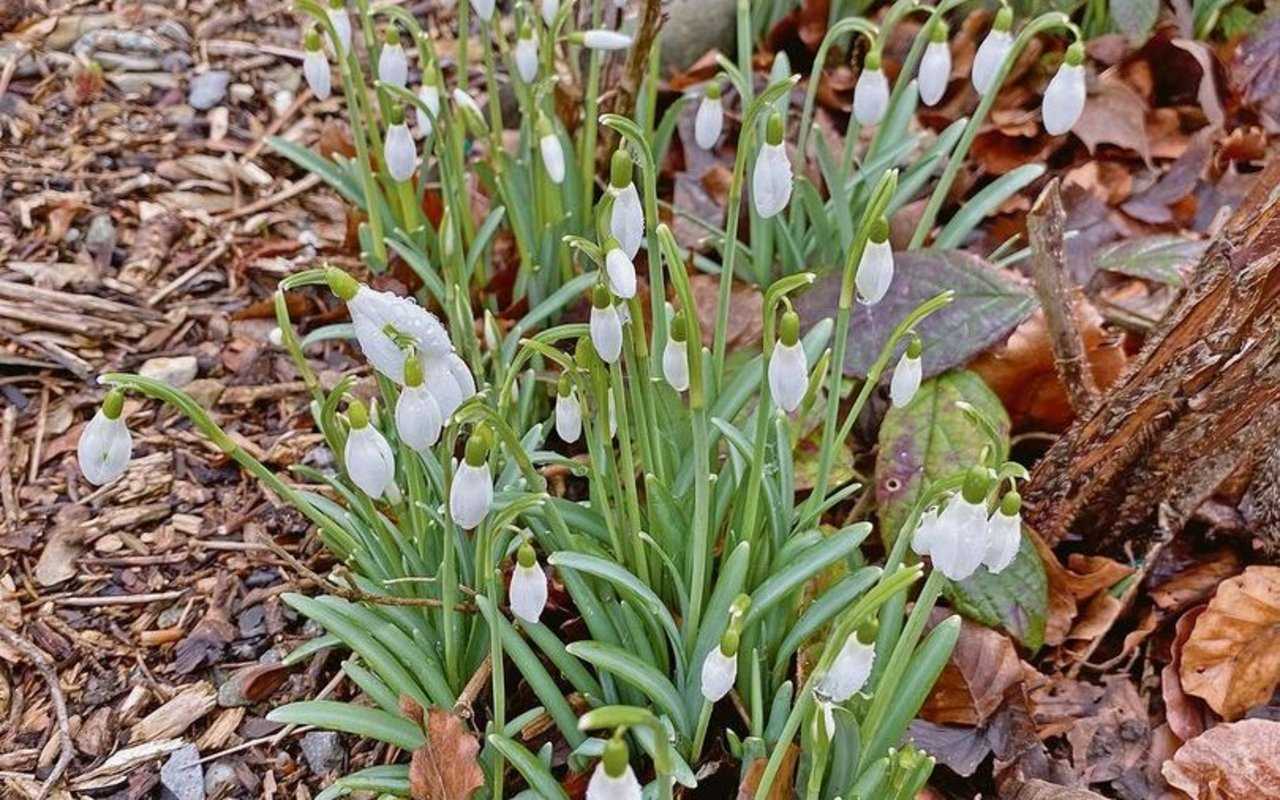 Im Garten gehören die Schneeglöckchen zu den ersten Vorboten des Frühlings.