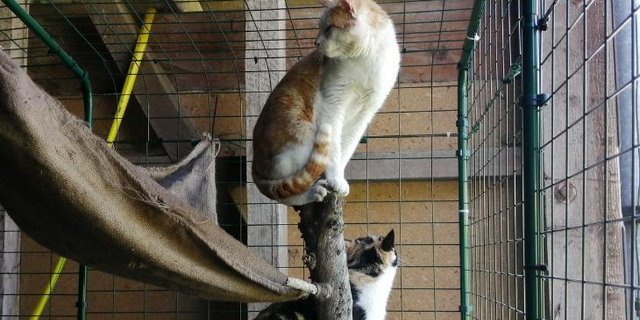 Zwei Katzen verbringen ihre Angewöhnungszeit im von Netap zur Verfügung gestellten Auswilderungszwinger. (Bild Netap)