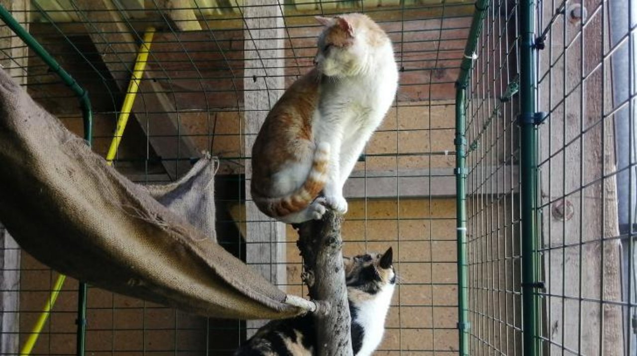 Zwei Katzen verbringen ihre Angewöhnungszeit im von Netap zur Verfügung gestellten Auswilderungszwinger. (Bild Netap)