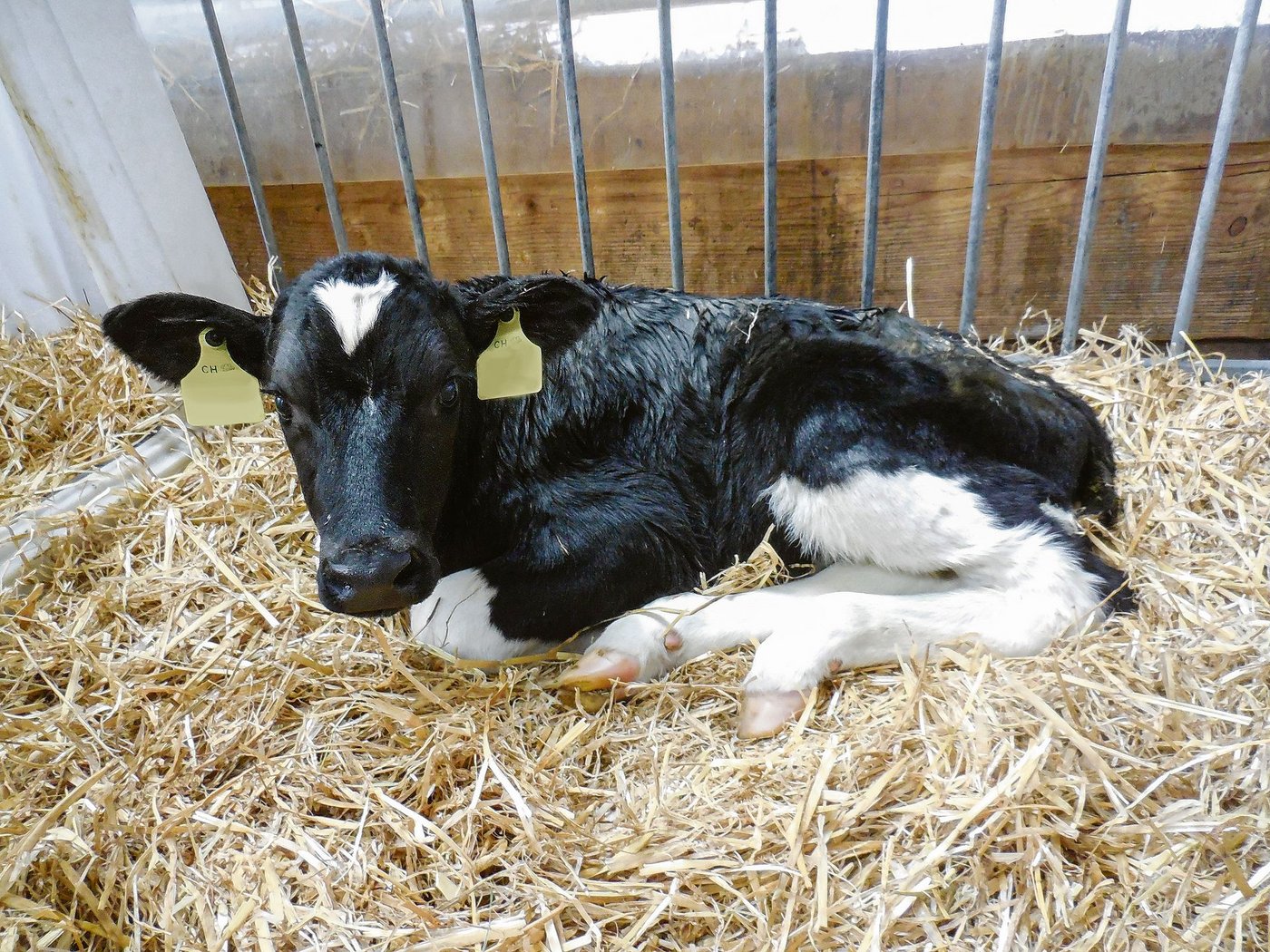 Die Hinterbeine sind hier gut ersichtlich. Es steht also nicht genügend Stroh zum «Einnisten» zur Verfügung. 