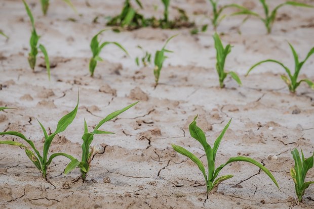 Die Trockenheit wird vor allem in der Landwirtschaft ein Problem. (Bild Couleur/pixabay)