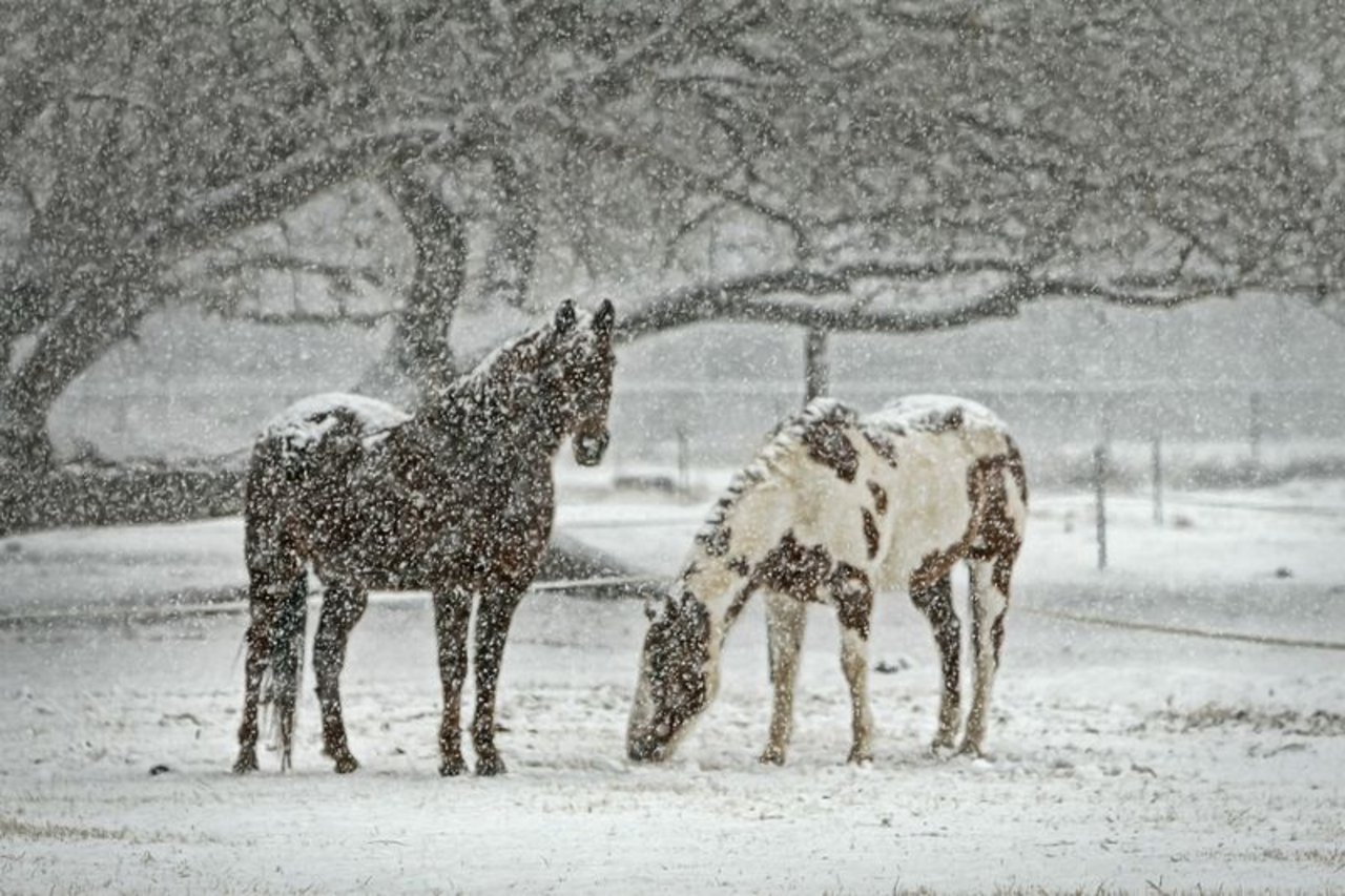 nsbesondere grossen Tieren wie Pferden machen winterliche Temperaturen und Schnee in der Regel nicht viel aus. (Bild Pixabay)