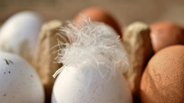 Jeden Tag ein halbes Ei – Dank guter Produzentenpreise können sich beide Seiten über den steigenden Konsum freuen. (Bild Pixabay)