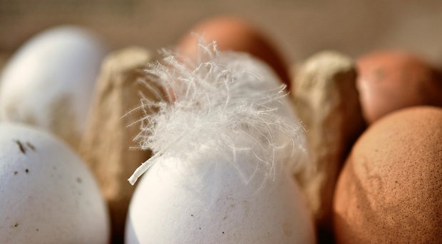 Jeden Tag ein halbes Ei – Dank guter Produzentenpreise können sich beide Seiten über den steigenden Konsum freuen. (Bild Pixabay)